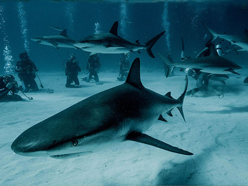 Shark swimming in the ocean.