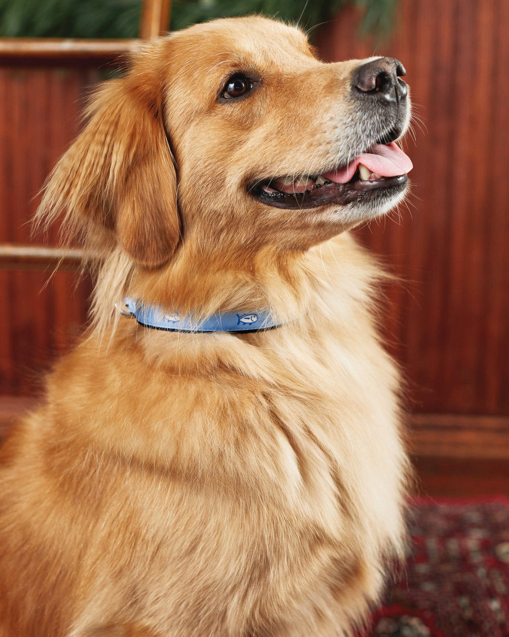 The lifestyle view of the Southern Tide Skipjack Dog Collar by Southern Tide - Ocean Channel